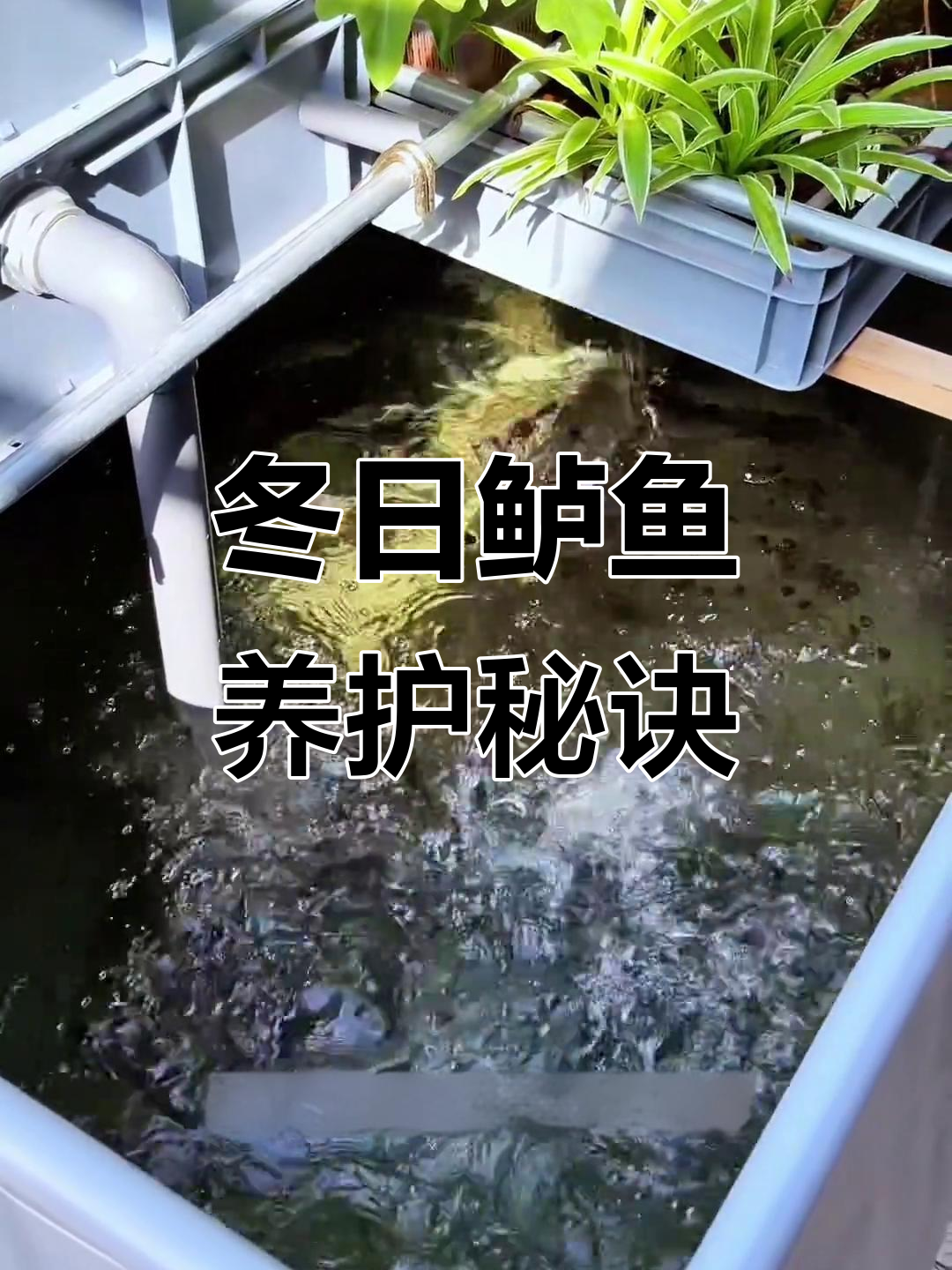 冬季养鲈鱼,省心又简单,只要避免结冰就好!