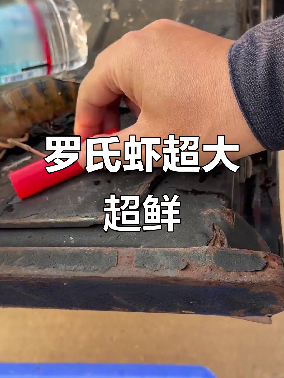 七百多亩养殖基地,罗氏虾大得能做瓶装水!