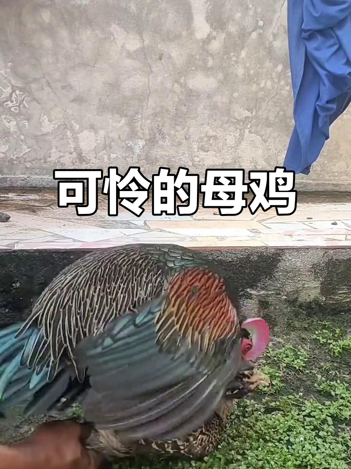 母鸡的悲惨遭遇,绿原鸡的故事