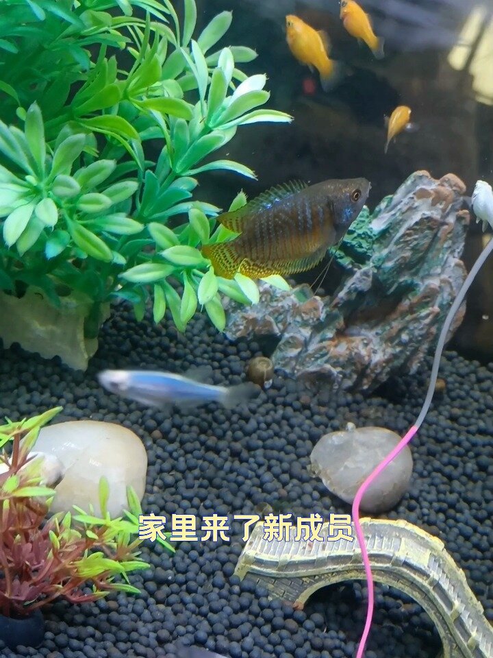 新手养鱼,推荐五彩丽丽鱼真好养