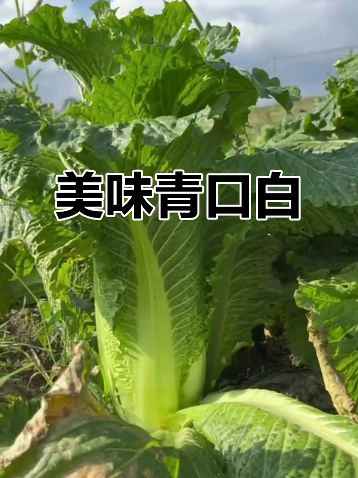 贵州青口白菜，口感鲜美，火锅炒煮皆宜