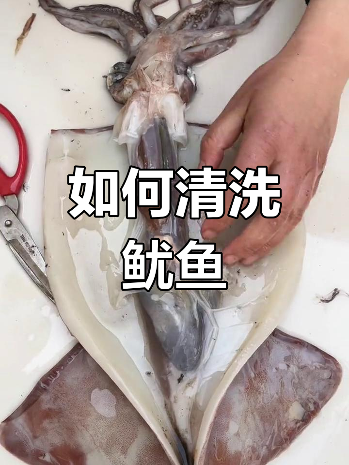 鱿鱼处理技巧大揭秘,教你如何去除内脏和墨囊