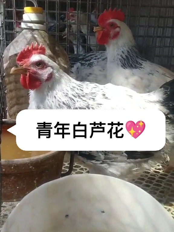 青年白芦花鸡,最大能长到7/8斤