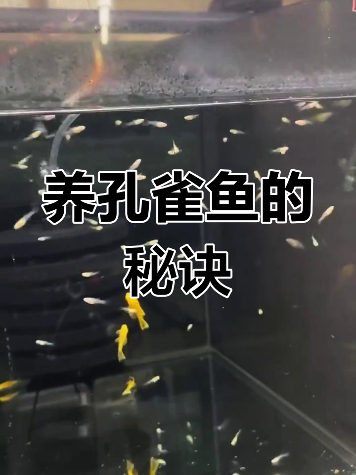 孔雀鱼苗易养,关键在于稳定温度与避免温差