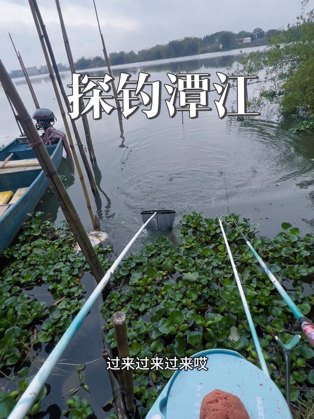 短杆细线确实钓不了大鱼,这回老实了 钓鱼的乐趣只有钓鱼人懂 老坛甜薯 钓鱼人