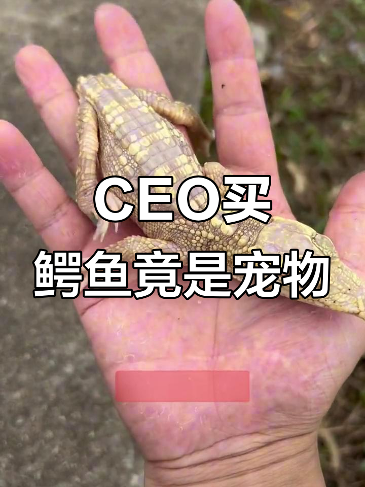 网络上什么人都有,CEO买鳄鱼竟然是为了养着玩