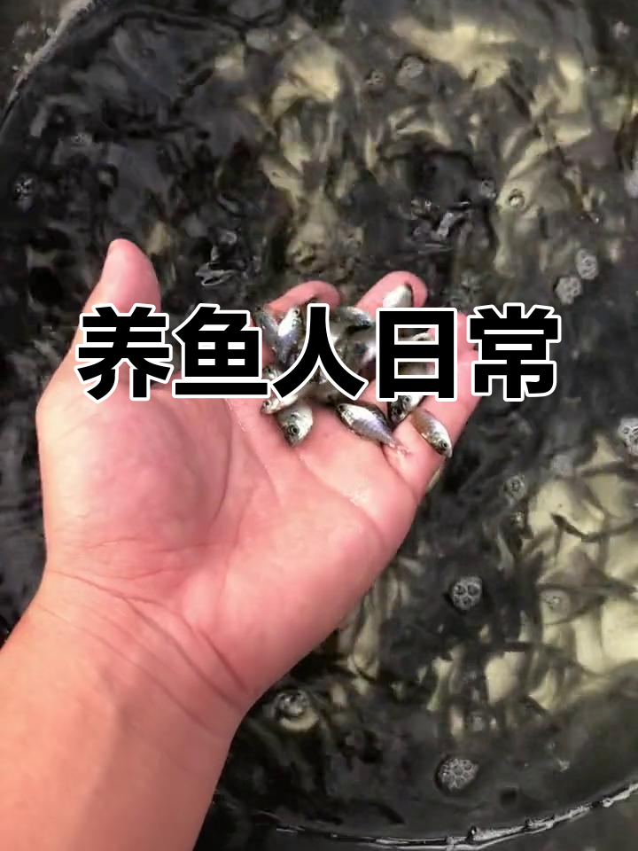 蓝腮太阳鱼与金边杂交冷水鱼的养殖日记