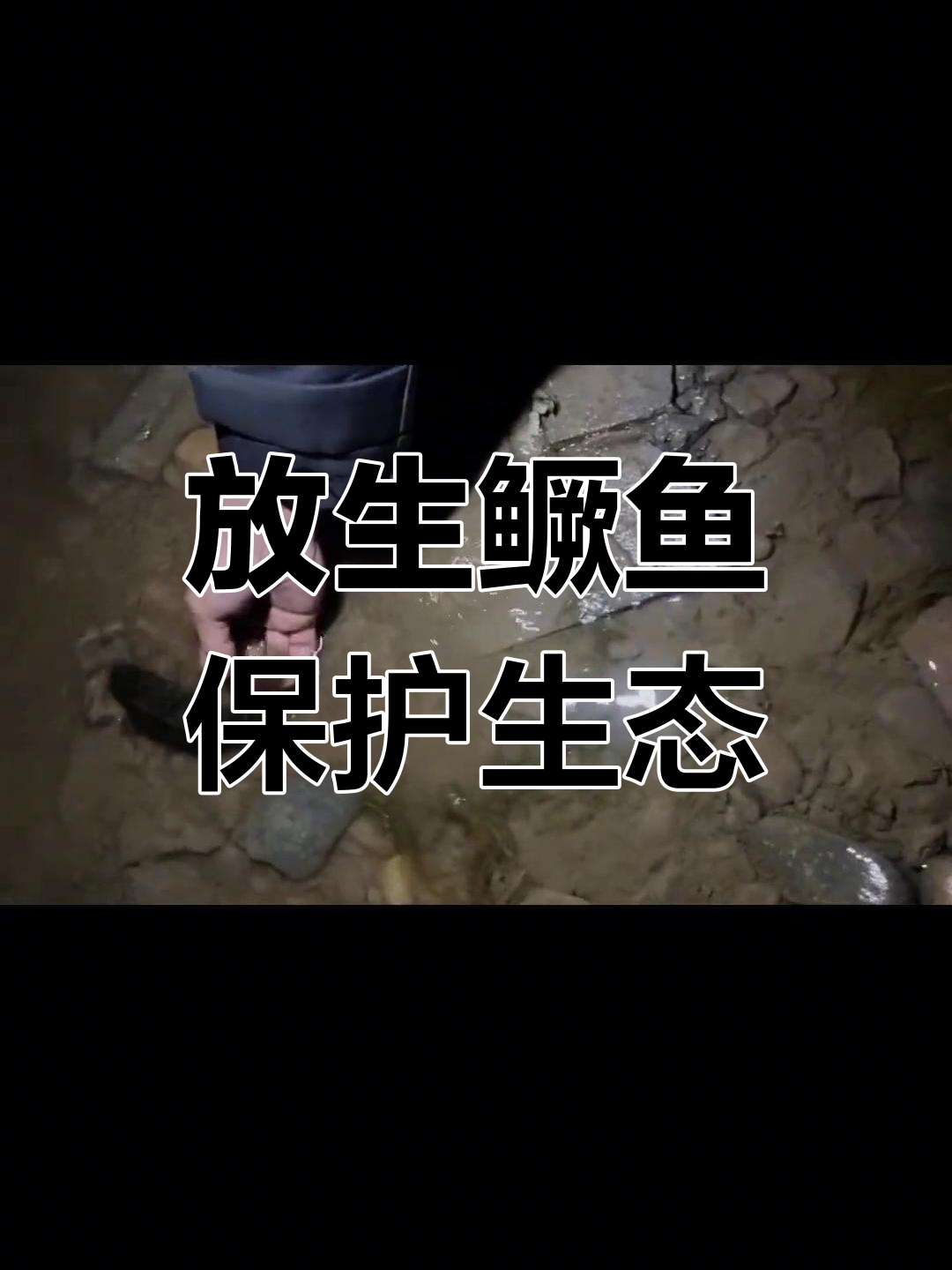 鳜鱼繁殖期,放流才是最好的选择