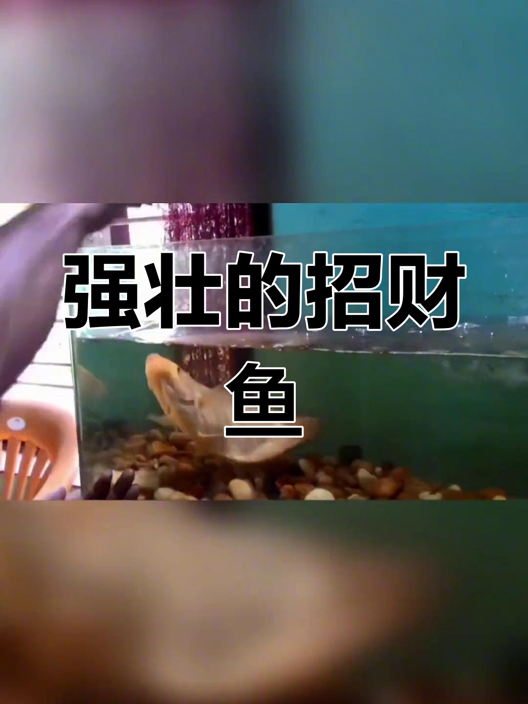 招财鱼:战船般的体型与力量