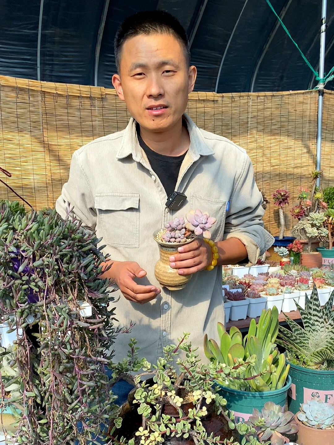 多肉植物怕冻吗?多少度需要保温?