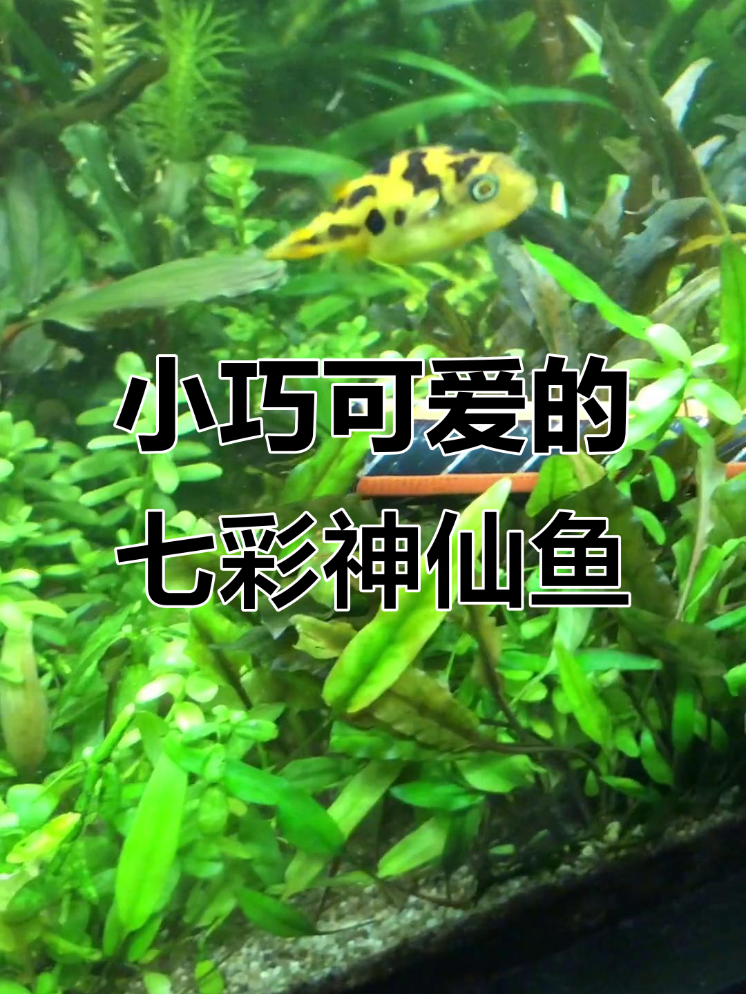 鱼缸里的“巧克力娃娃”竟然不吃小鱼，三年长不大超可爱