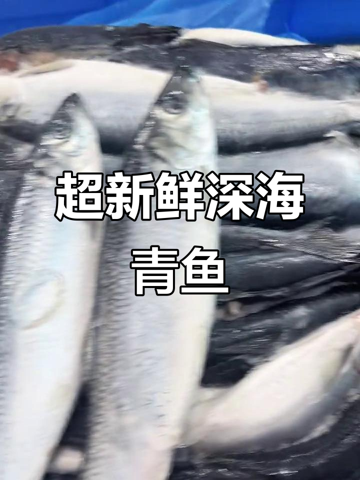 深海青鱼鲜嫩美味,公带白母带籽,超值大条!