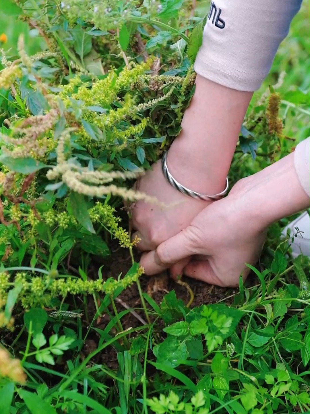 野生苋菜根和猪骨煲汤,你知道它的作用吗?