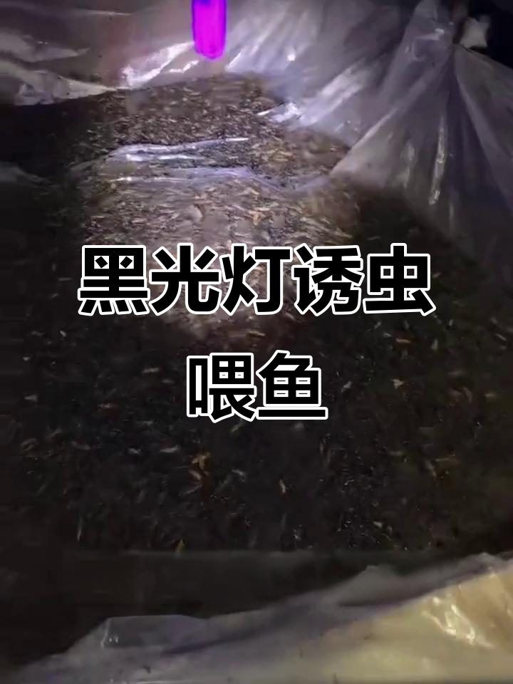 太阳能黑光灯诱虫喂鱼,蛋白质无忧!