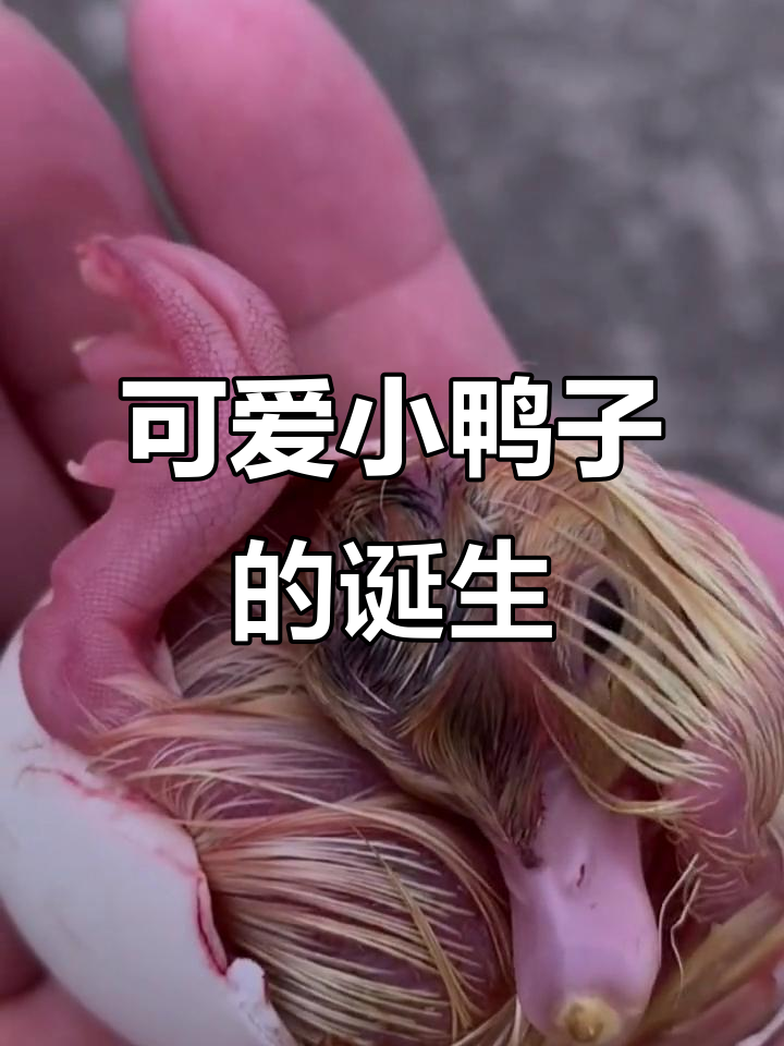 小鸭子破壳而出，萌态十足！