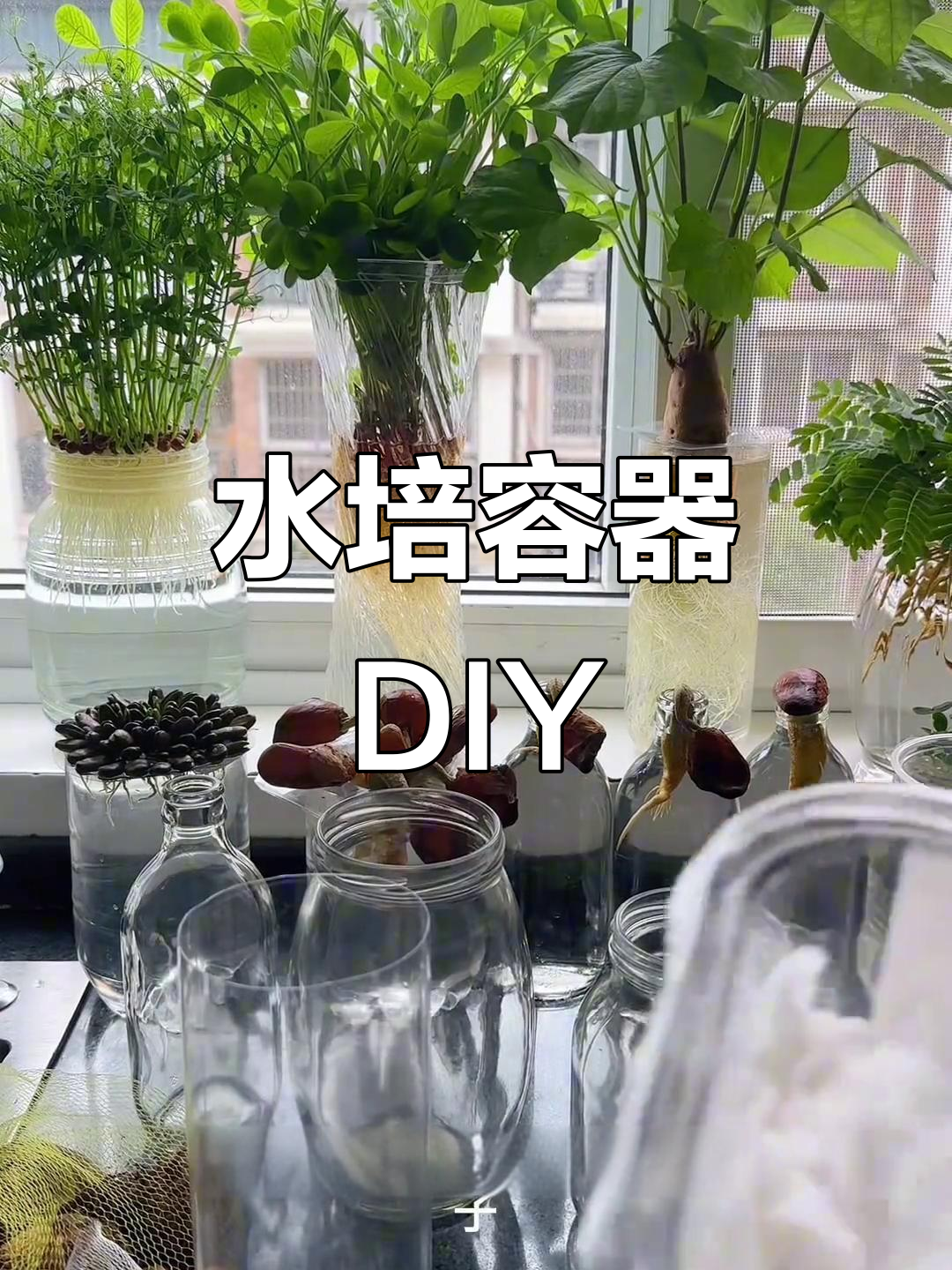 废物利用,轻松打造水培容器盖子!