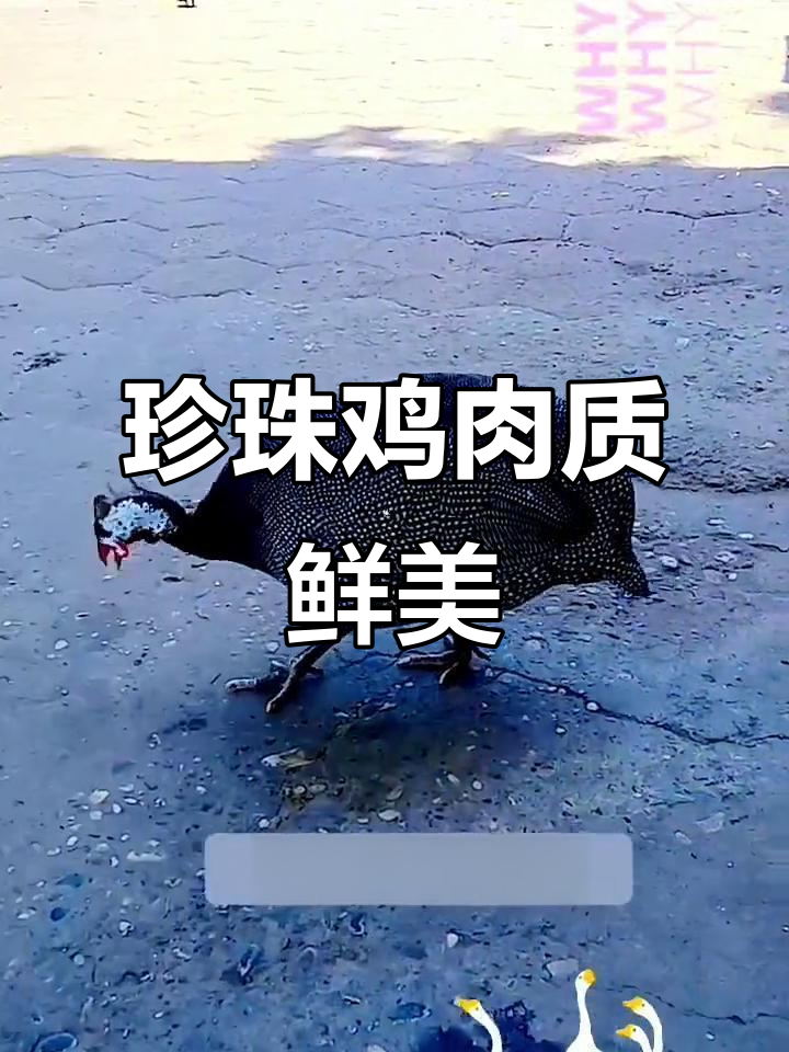 老挝珍珠鸡:肉质鲜嫩、低脂高产,深受当地人喜爱