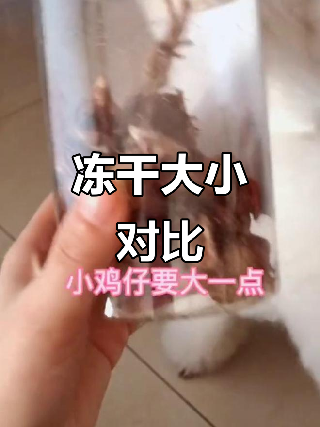 小鸡仔和鹌鹑冻干大小有别,酸奶轻松吞下