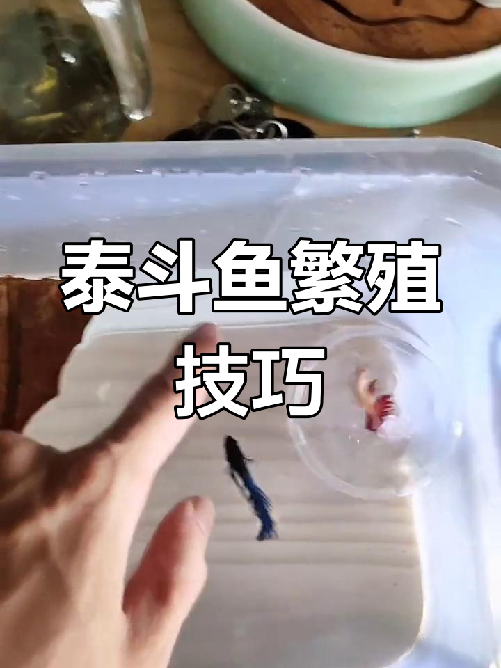 泰国斗鱼繁殖过程解析