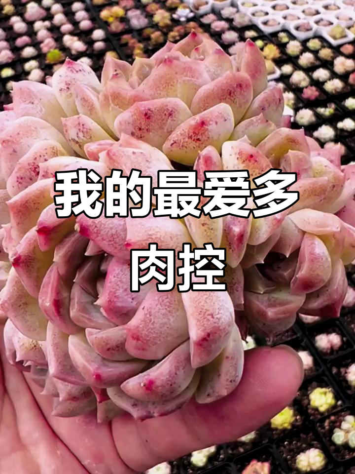 梦幻泡影群:我的最爱多肉植物,一物一拍超有趣