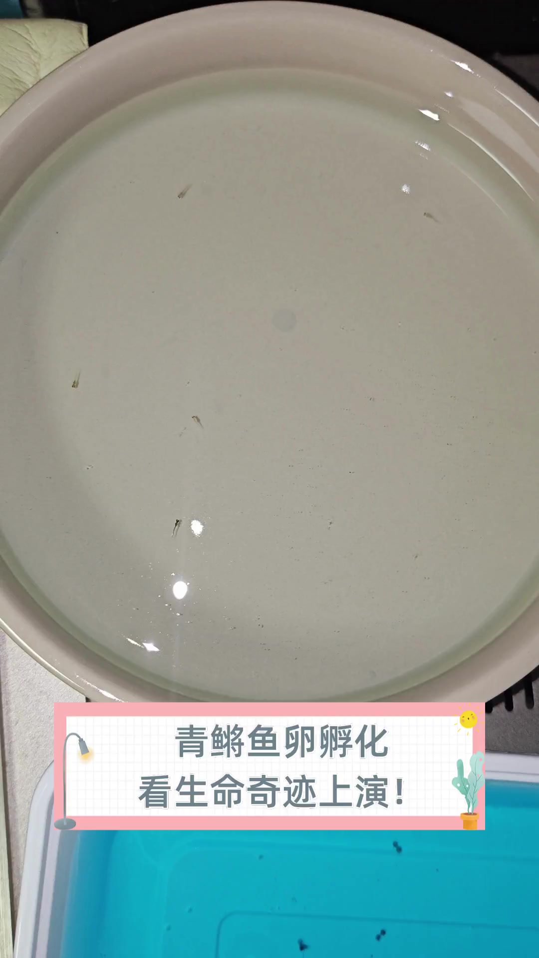 青鳉鱼卵孵化,看生命奇迹上演!