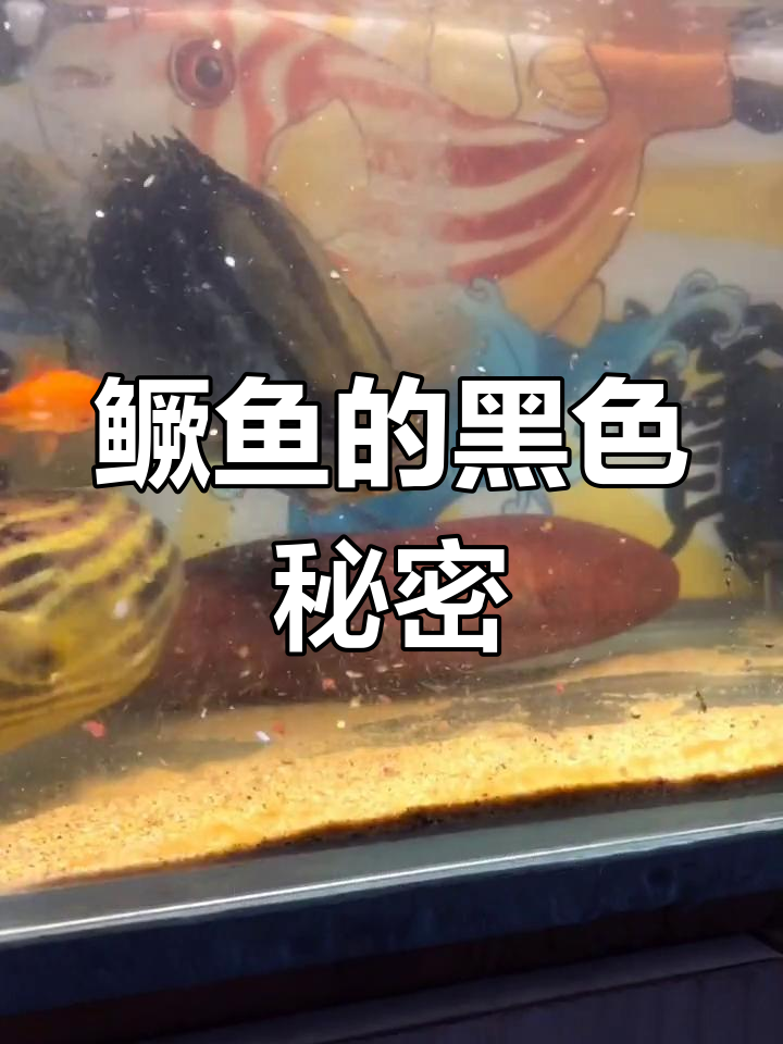 鳜鱼为何变黑?原来是伪装成猎手!