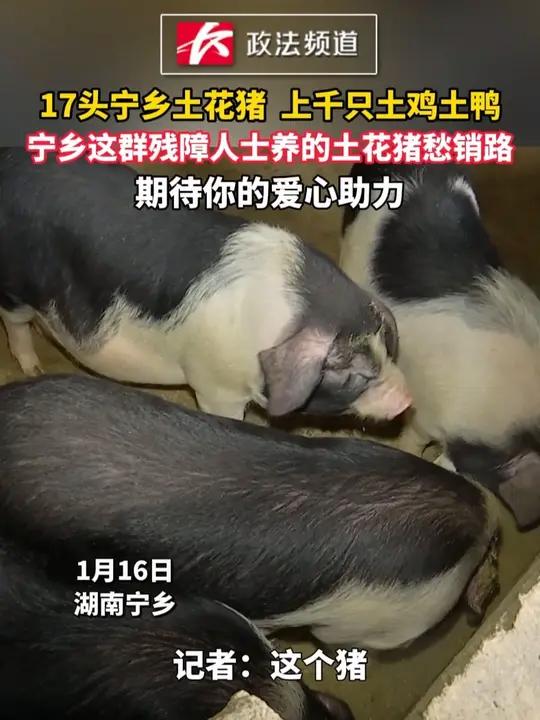 17头宁乡土花猪、上千只土鸡土鸭,宁乡这群残障人士养的土花猪愁销路,期待你的爱心助力