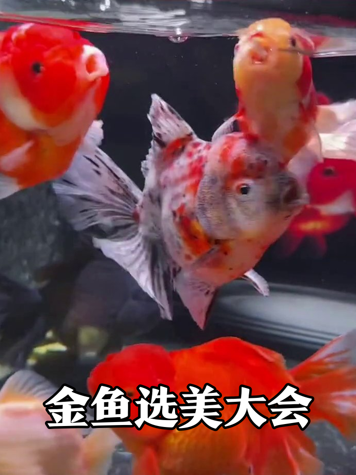 鱼缸里的显眼包们！红的黄的黑的白的全来齐了