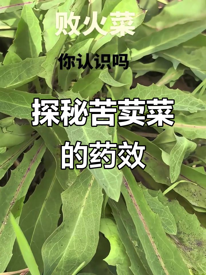 挖野菜:苦荬菜的秘密与药用价值