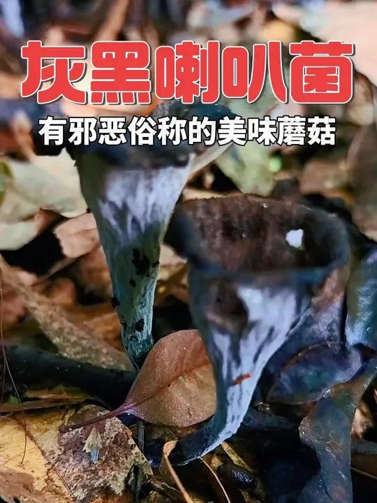 灰黑喇叭菌 有邪恶俗称的美味蘑菇
