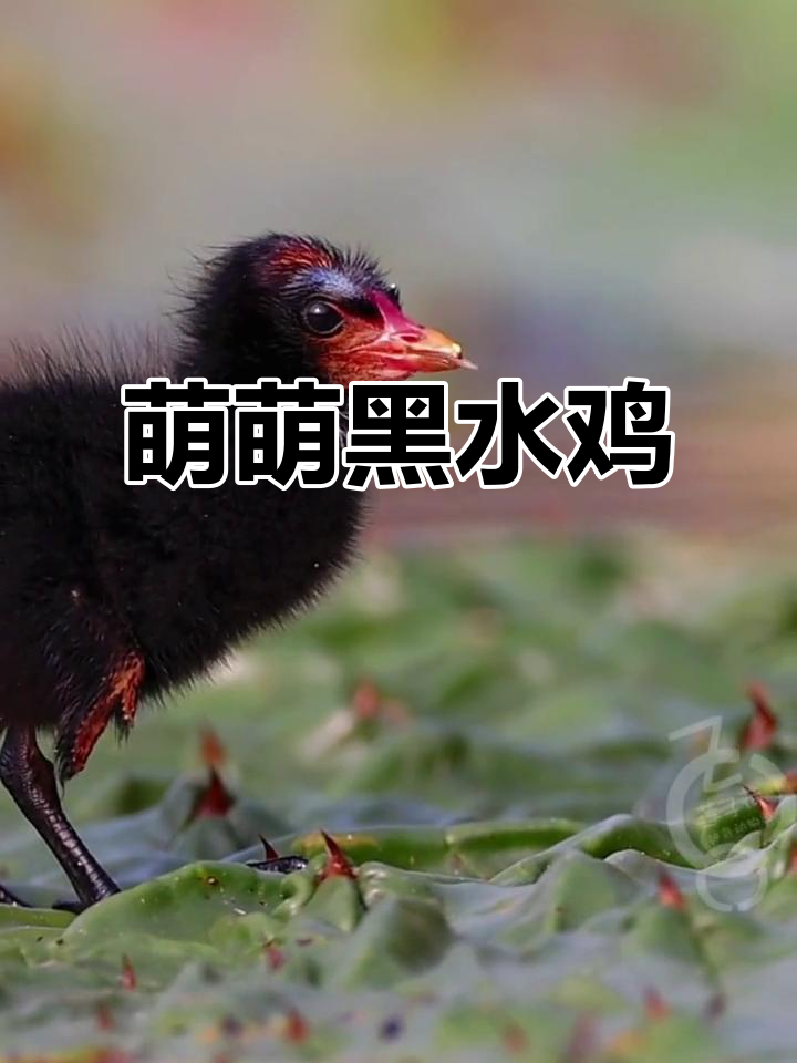 黑水鸡宝宝眼神迷离,连食物都看不清,真是萌到不行!
