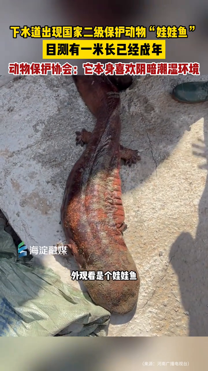 下水道出现国家二级保护动物“娃娃鱼”,目测有一米长已经成年