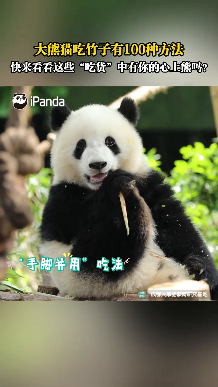 大熊猫吃竹子有100种方法