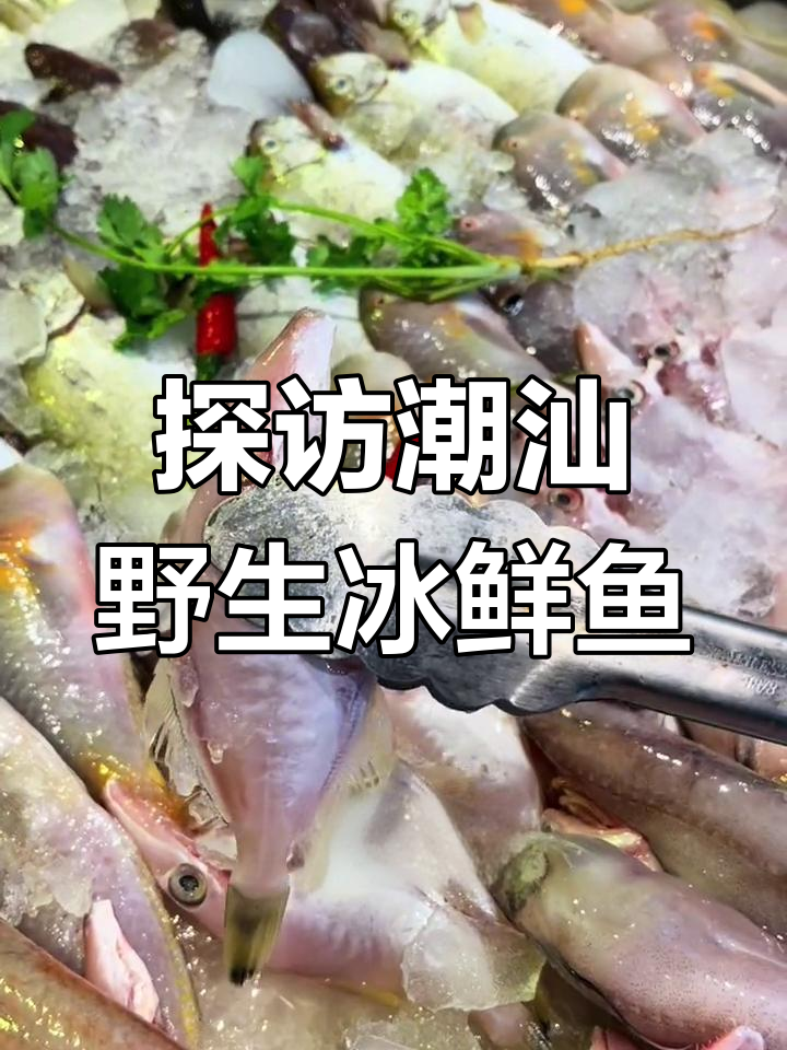 潮汕冰鲜鱼大揭秘,野生小东星般anger喝刷浆的秘密