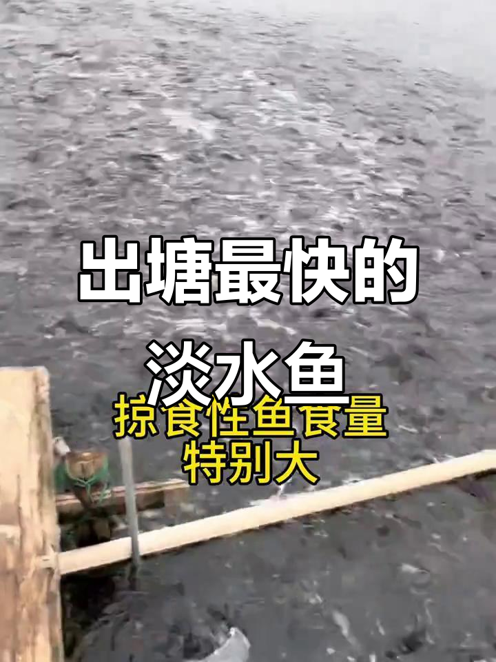 淡水鱼出塘速度大比拼，最快四个月就能卖！