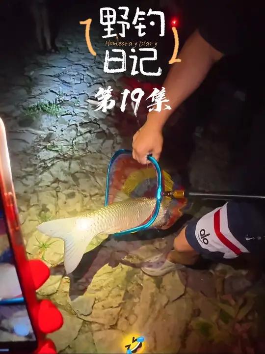 野钓15斤大草鱼