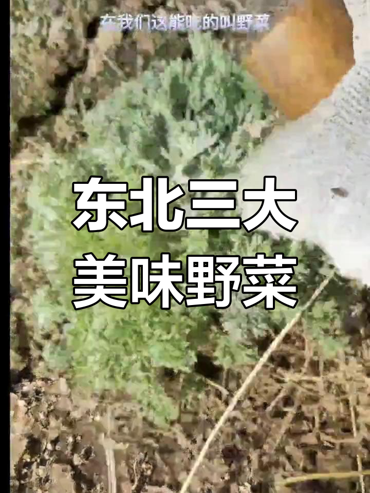 东北野菜大揭秘:白蒿、猫耳朵和婆婆丁的美味与药用价值