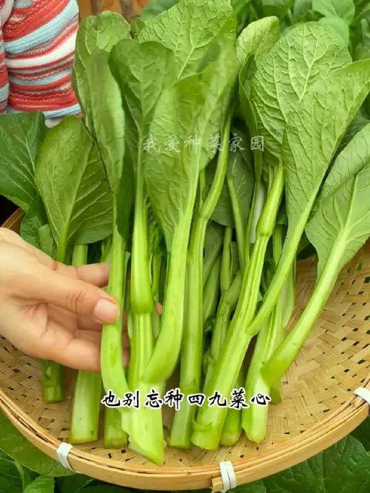 八九月份再懒再忙,也别忘种上四九菜心 蔬菜种子 我的小菜园 田园生活 自己种菜 四九菜心