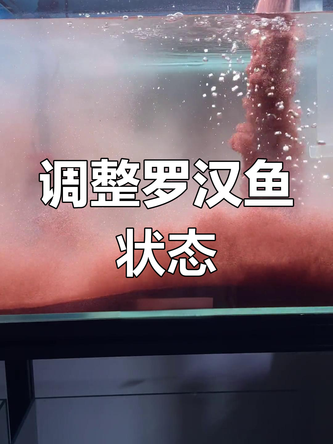 罗汉鱼状态不佳,底砂调教助力恢复