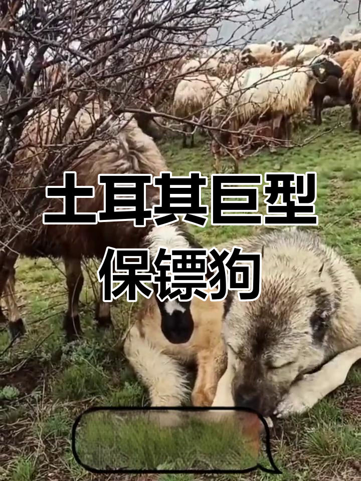 土耳其国宝猛犬:砍高犬如何守护家庭