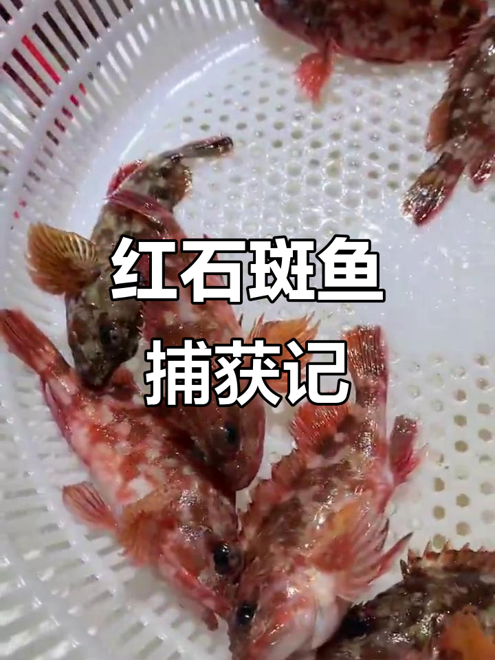 深海捕捞的红色石斑鱼,虎头鱼的魅力与挑战