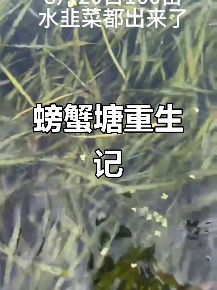 水韭菜被虫子吃光,螃蟹塘恢复生机
