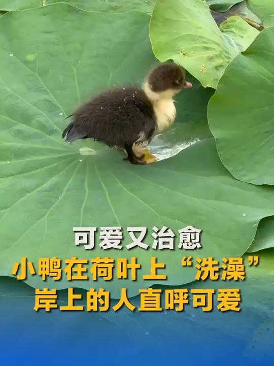这一幕可爱又治愈！小鸭在荷叶上“洗澡”，岸上的人直呼可爱。网友：画面里是可爱的鸭，画面外的