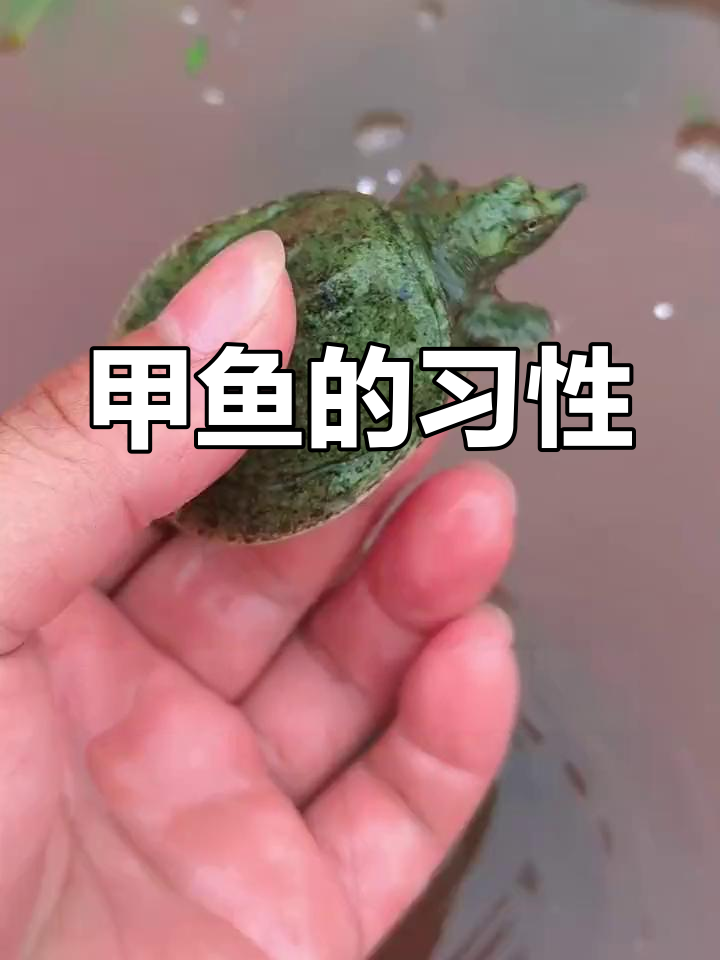 甲鱼喜欢晒太阳,怕噪音干扰