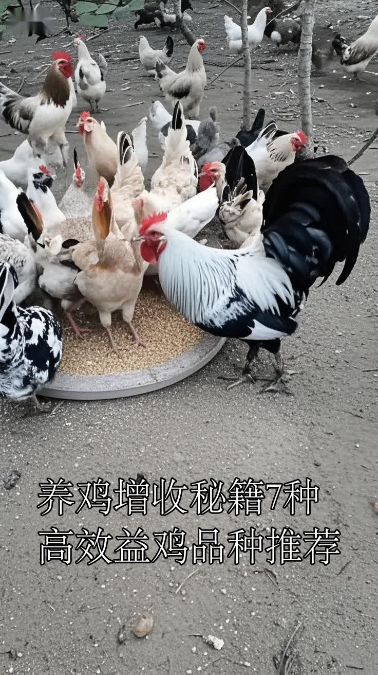 养鸡增收秘籍7种高效益鸡品种推荐