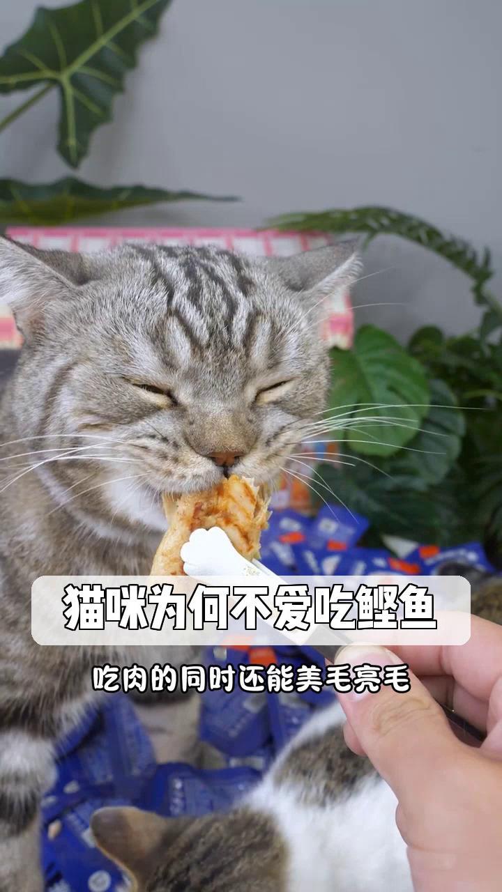 猫咪为何不爱吃鲣鱼