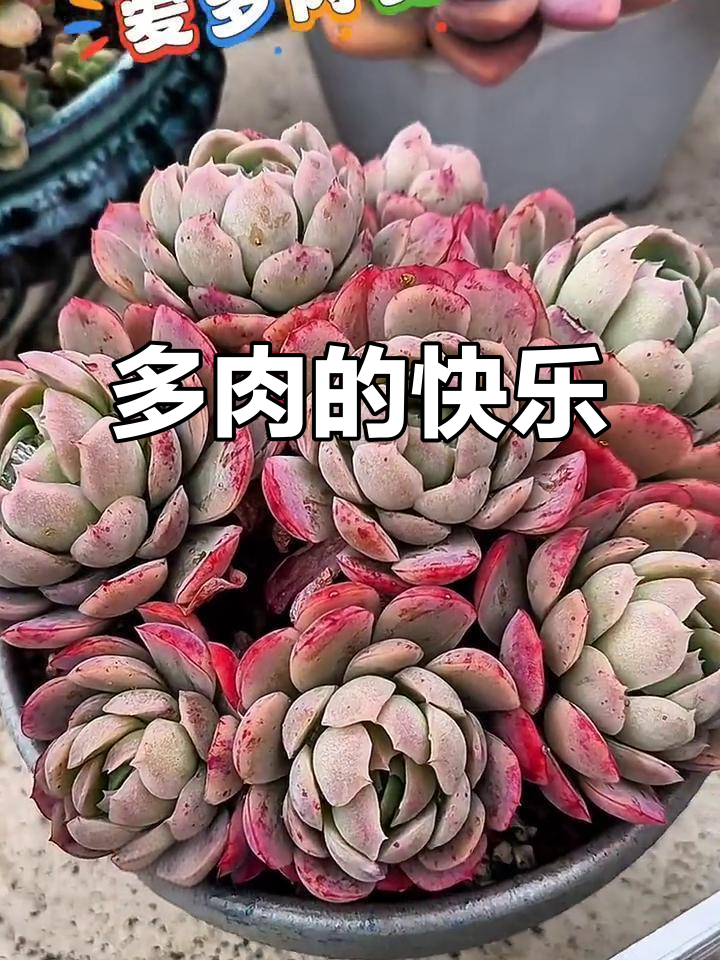 贝瑞多肉,阳光一照就变色,养成感满满,真是心头好!