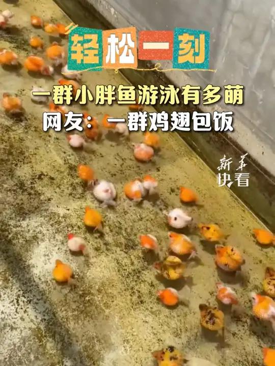 一群小胖鱼游泳有多萌,网友:一群鸡翅包饭