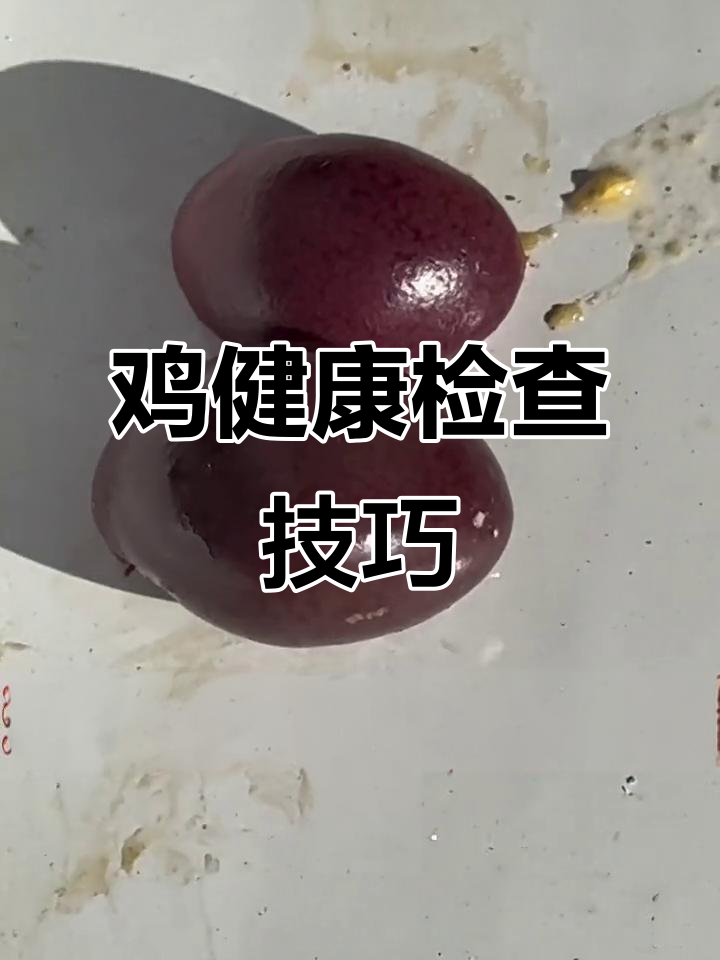 脾脏与子宫检查:如何判断鸡的健康状况