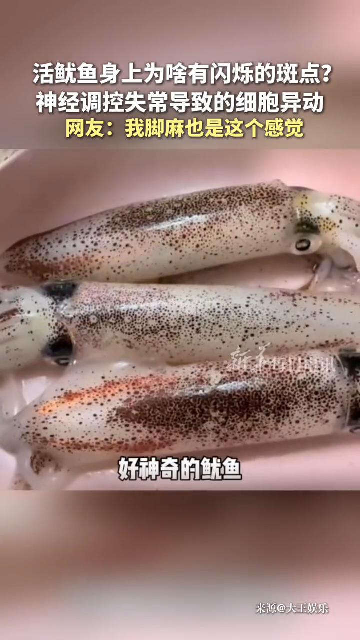 为什么活鱿鱼身上有闪烁的斑点?这是神经调控失常导致的细胞异动
